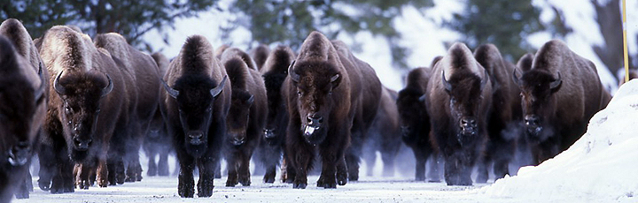 Bison Jam - Near West Yellowstone, MT